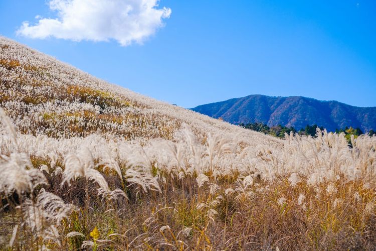 【第4話】相田ケンスケがサバゲーをしていた草原