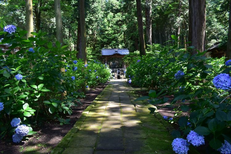 オープニングに登場する寺