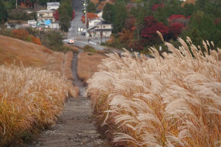 【第4話】相田ケンスケがサバゲーをしていた草原
